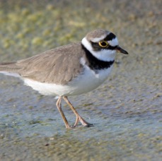 PLOVER..    .LITTLE RINGED  ..jpg