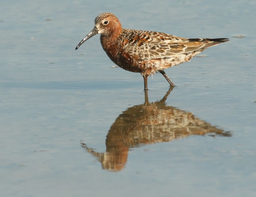 SANDPIPER..  CURLEW.jpg