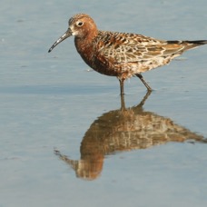 SANDPIPER..  CURLEW.jpg