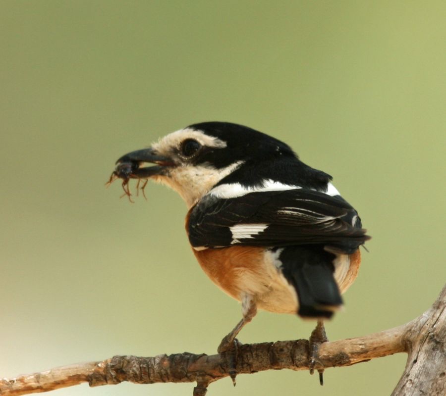 SHRIKE     MASKED ..jpg