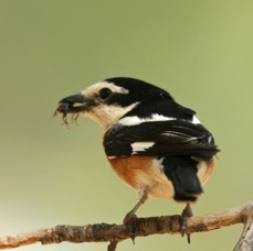 SHRIKE     MASKED ..jpg