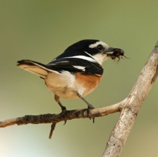 SHRIKE.      MASKED...jpg