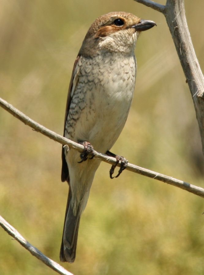 SHRIKE...                RED    BACKED   juvenile.jpg