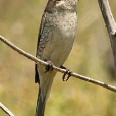 SHRIKE...                RED    BACKED   juvenile.jpg