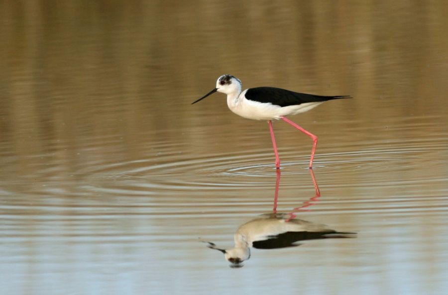 STILT.          BLACK WINGED   reflection.jpg