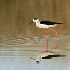 STILT.          BLACK WINGED   reflection.jpg
