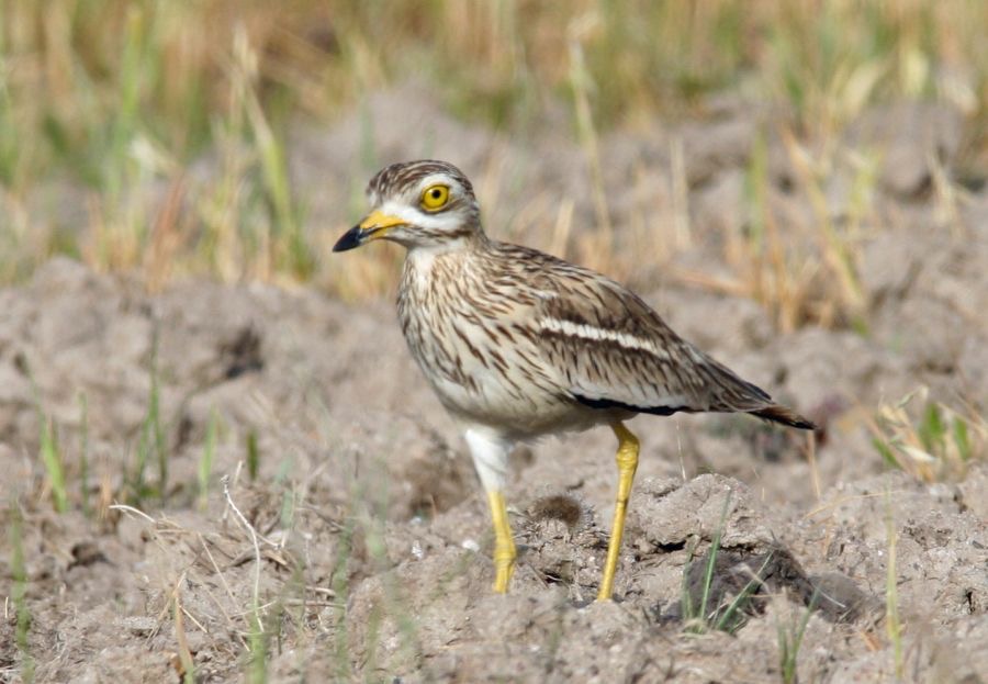 STONE-CURLEW.jpg