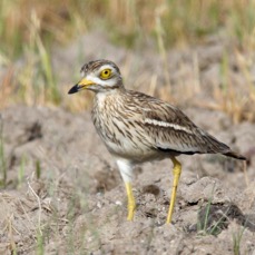 STONE-CURLEW.jpg