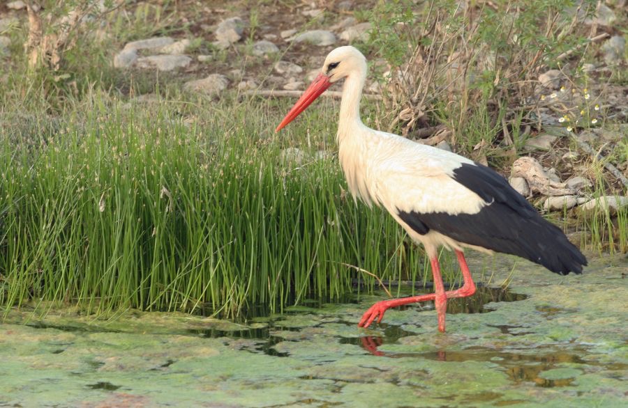 STORK.        WHITE.JPG