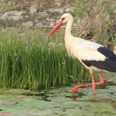 STORK.        WHITE.JPG