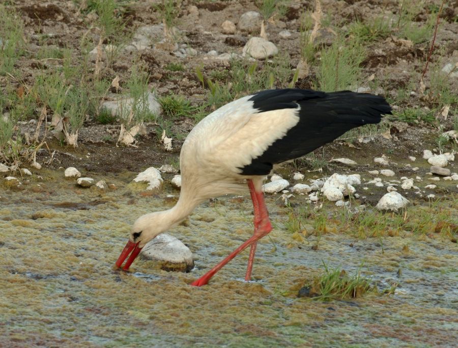 STORK..        WHITE...JPG