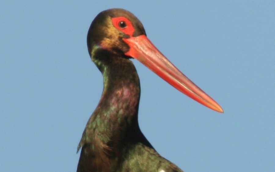 STORK...       BLACK..jpg