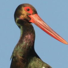 STORK...       BLACK..jpg