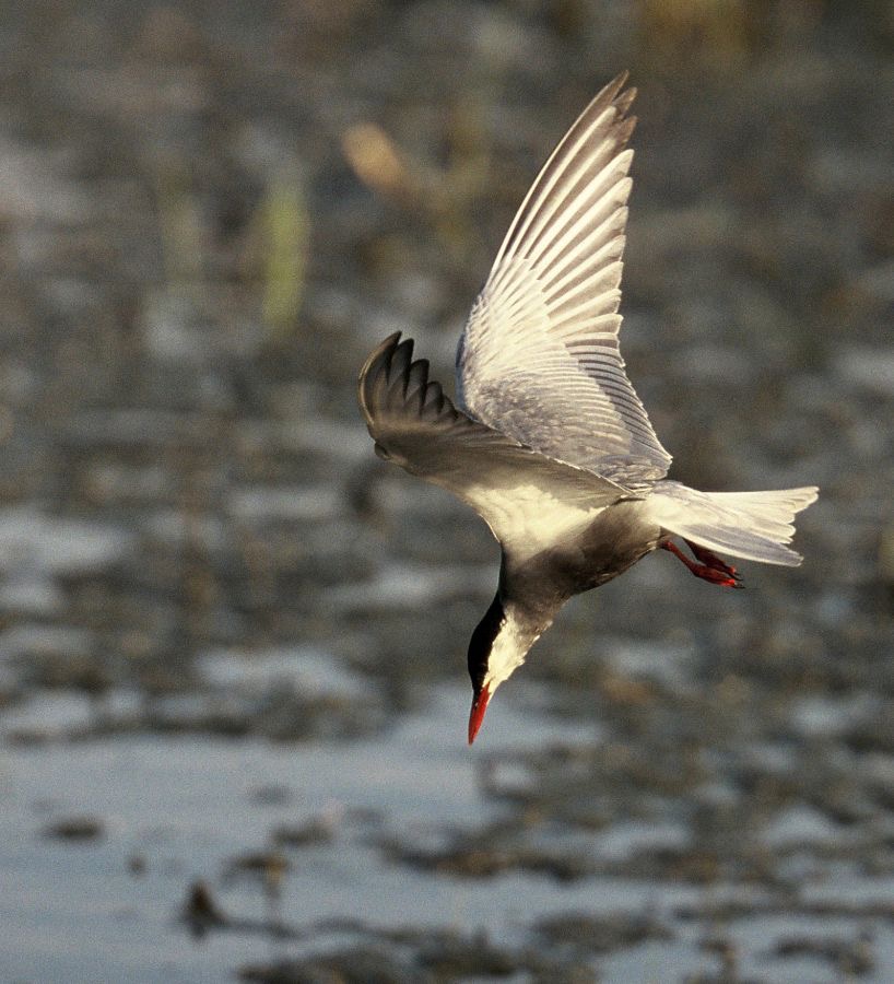 TERN...     WHISKERED..    fishing.JPG