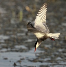 TERN...     WHISKERED..    fishing.JPG