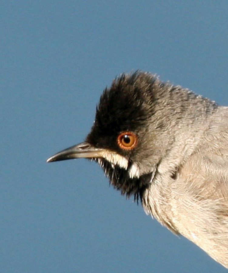 WARBLER..    RUPPELLS   male....jpg