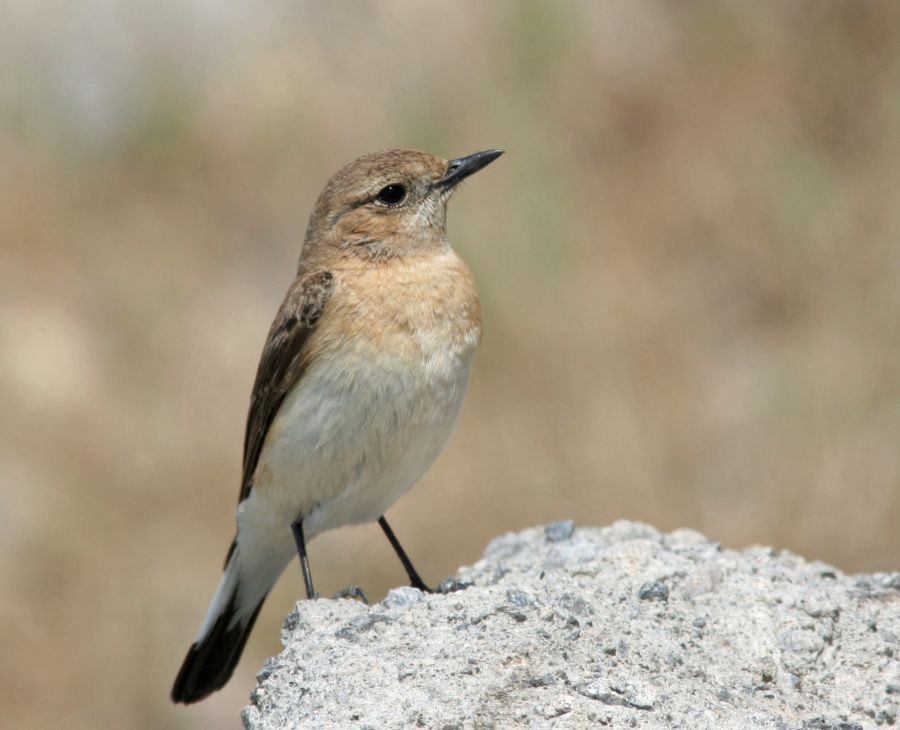WHEATEAR.  BLACK- EARED  female.jpg