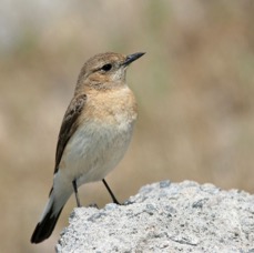 WHEATEAR.  BLACK- EARED  female.jpg