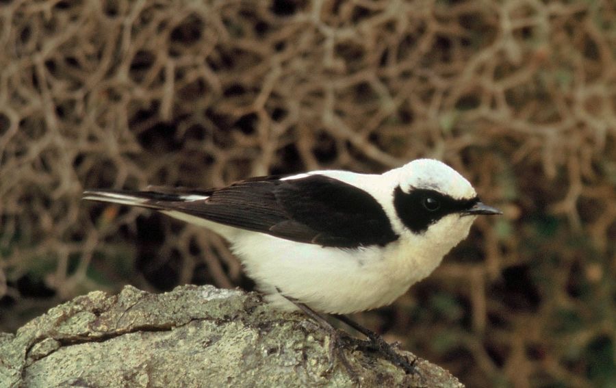 WHEATEAR.  BLACK-EARED.    male.jpg