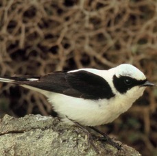 WHEATEAR.  BLACK-EARED.    male.jpg