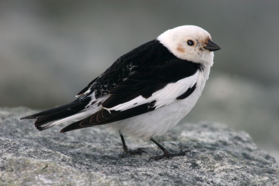 BUNTING   SNOW    male.JPG