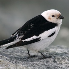 BUNTING   SNOW    male.JPG