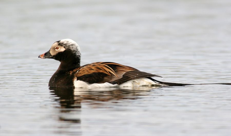 DUCK             LONG TAILED   male.JPG