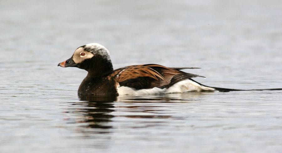 DUCK           LONG TAILED  male.JPG
