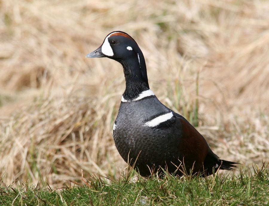 DUCK.  HARLEQUIN   male.JPG
