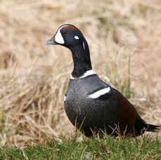 DUCK.  HARLEQUIN   male.JPG