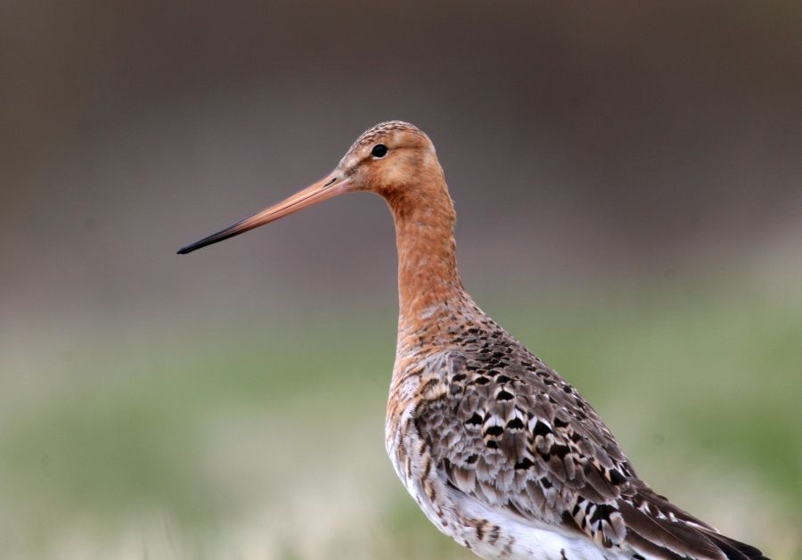 GODWIT      BLACK TAILED.JPG