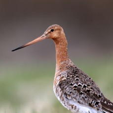 GODWIT      BLACK TAILED.JPG
