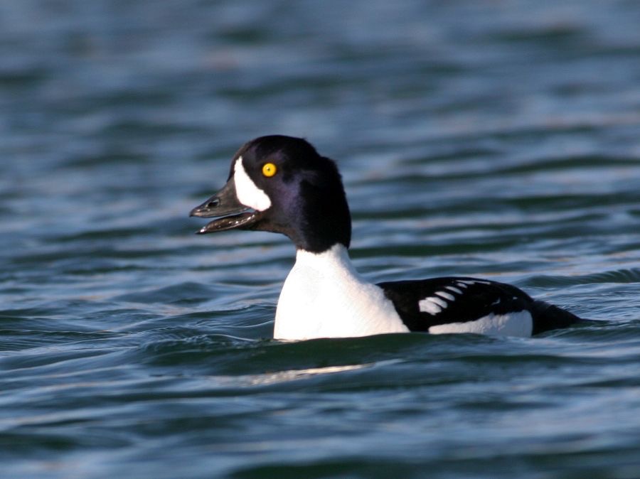 GOLDENEYE  BARROWS   male calling.JPG