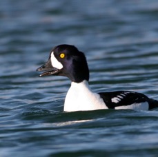 GOLDENEYE  BARROWS   male calling.JPG