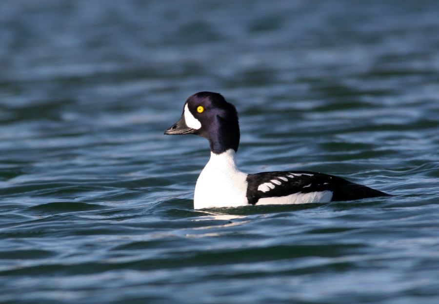 GOLDENEYE  BARROWS   male.JPG