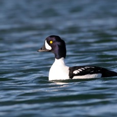 GOLDENEYE  BARROWS   male.JPG