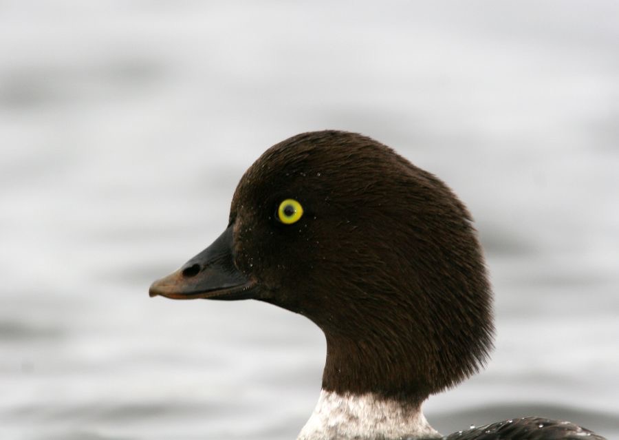 GOLDENEYE BARROWS    female.JPG