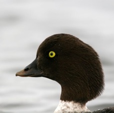 GOLDENEYE BARROWS    female.JPG