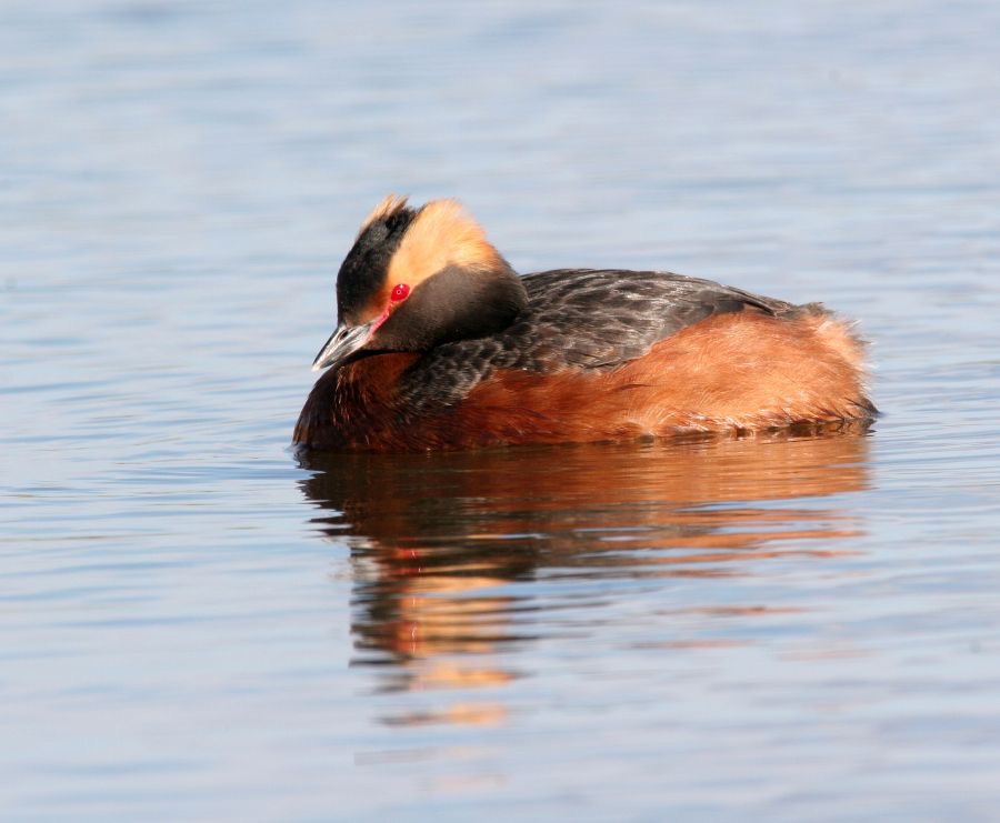 GREBE      HORNED    (SLAVONIAN).JPG