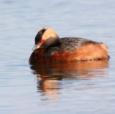 GREBE      HORNED    (SLAVONIAN).JPG