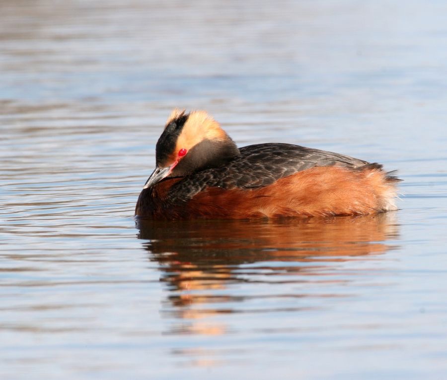 GREBE      HORNED   (SLAVONIAN).JPG