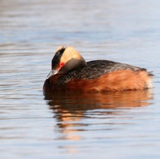 GREBE      HORNED   (SLAVONIAN).JPG