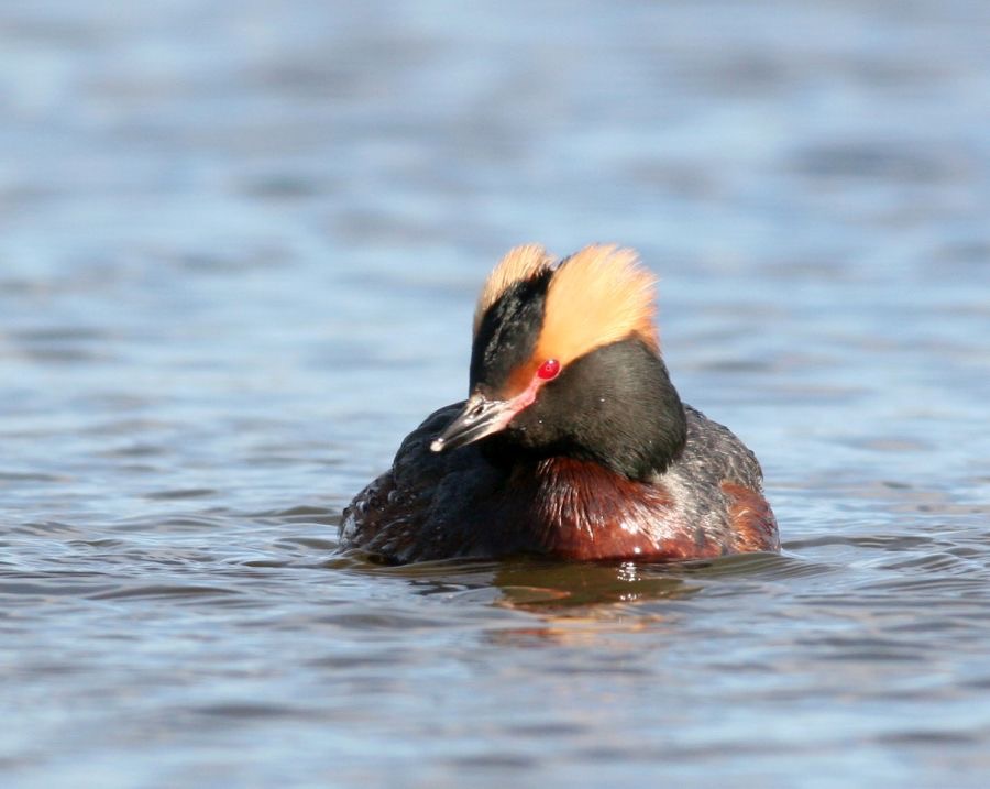 GREBE  HORNED  (SLAVONIAN) swimming.JPG