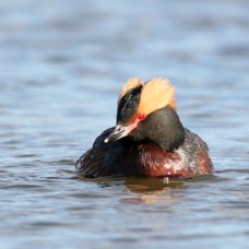 GREBE  HORNED  (SLAVONIAN) swimming.JPG