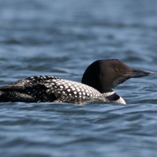 LOON (DIVER)         GREAT NORTHERN.JPG