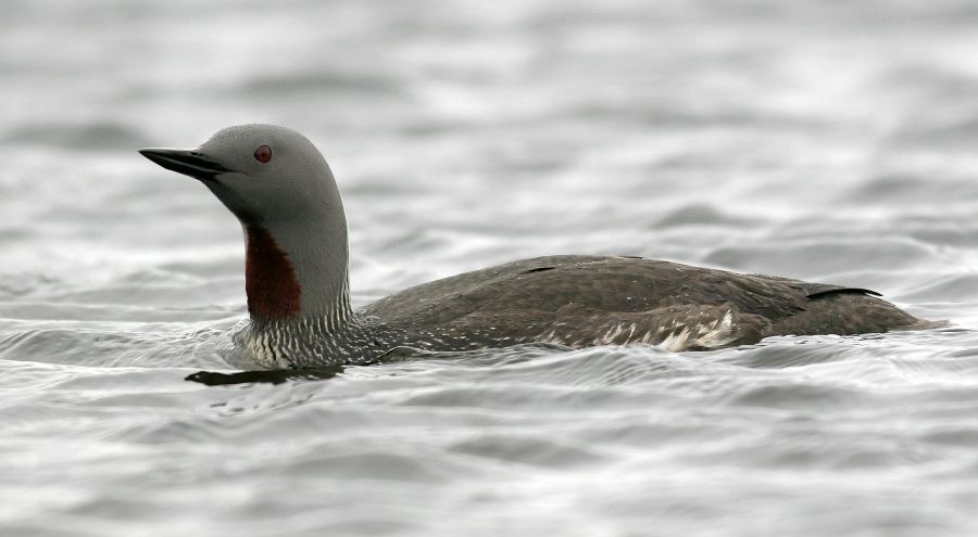 LOON (DIVER) RED THROATED.JPG