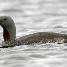 LOON (DIVER) RED THROATED.JPG