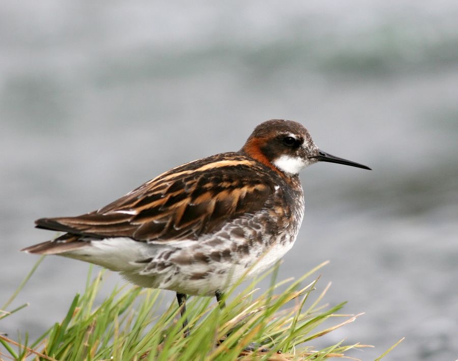 PHALAROPE    RED NECKED     male.JPG