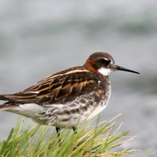 PHALAROPE    RED NECKED     male.JPG