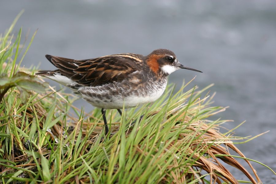 PHALAROPE    RED NECKED    male.JPG